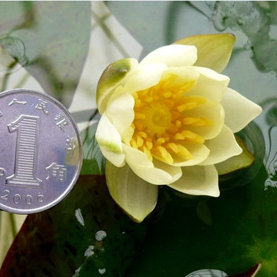 批发迷你睡莲 水培 根块含盆花卉 根茎水培小碗莲 室内盆栽植物