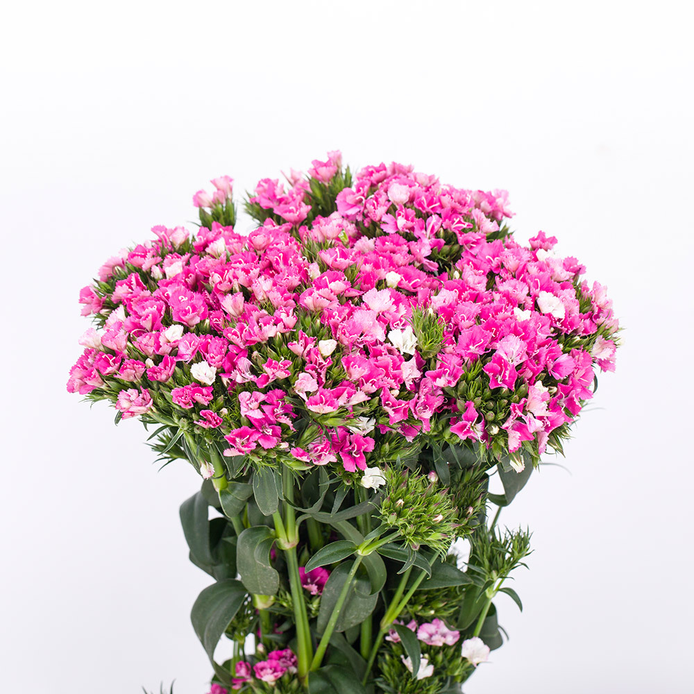 云南鲜花 红日花卉配花 相思梅鲜切花(1kg一扎)