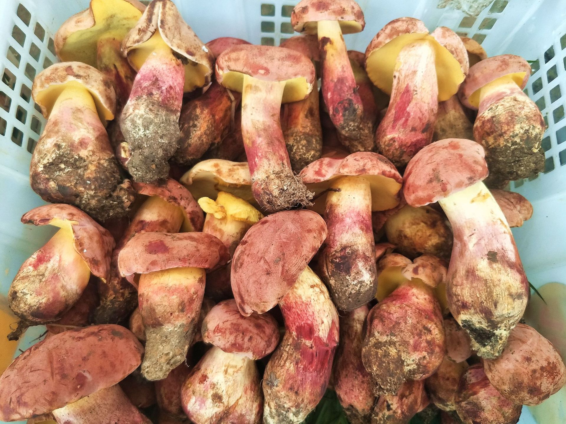 【菌窝子】高原特产散装美味黑虎掌菌碎片农产野生蘑菇厂家直供-阿里巴巴