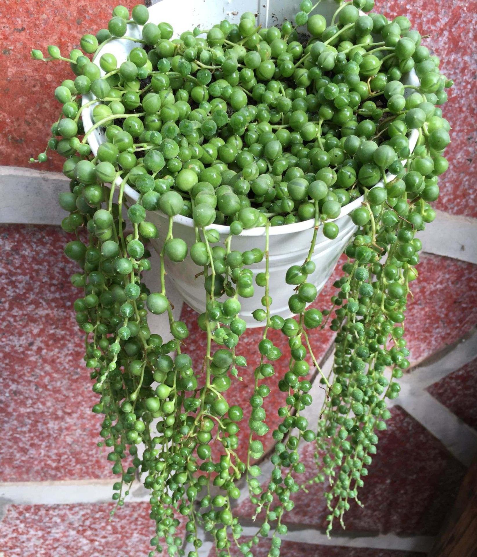 多肉植物巨型大株老桩多头群生稀有品种组合盆栽绿植新手好养肉肉