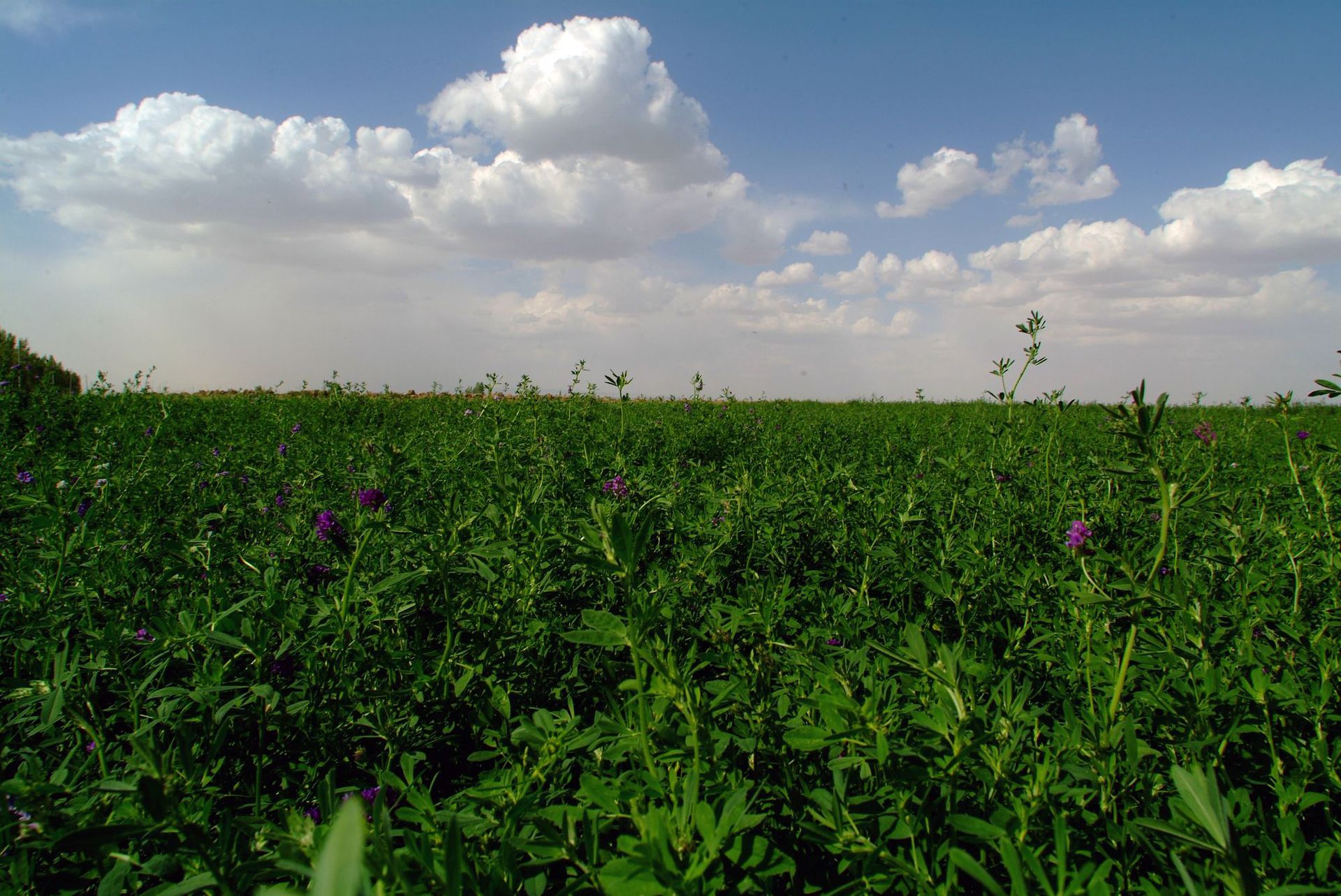 进口紫花苜蓿 北极星四季青草坪种子护坡草籽庭院绿化四季常青