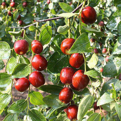 沾化冬枣树嫁接苗大红枣树苗盆栽地栽南北方庭院果树苗当年结果