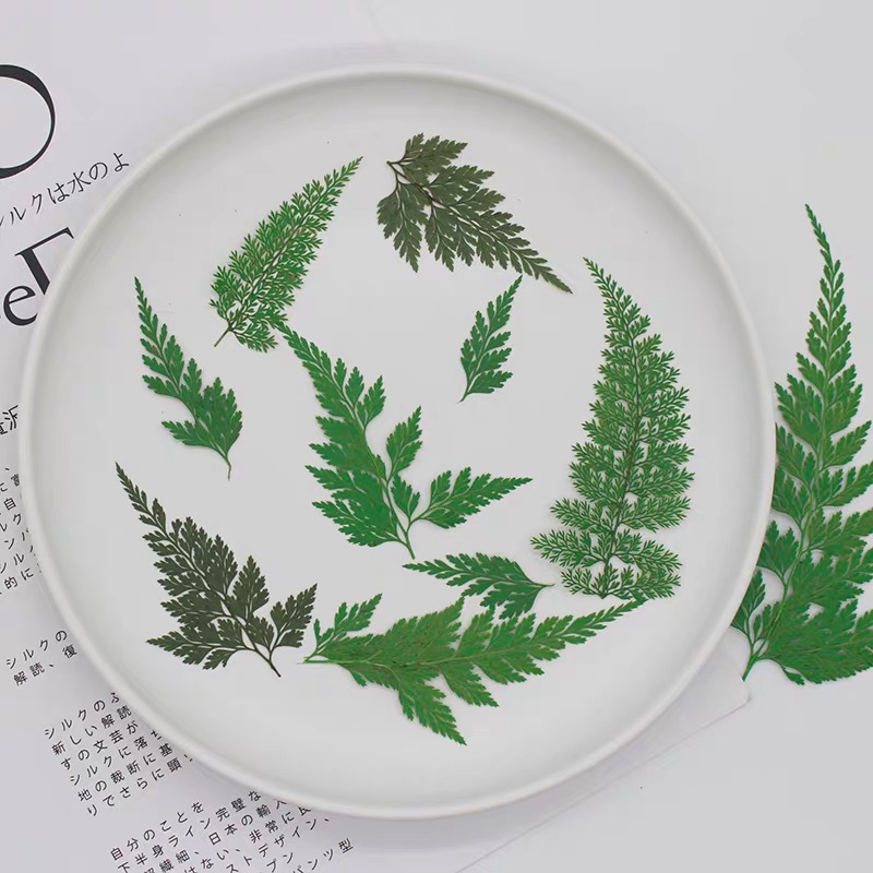 乌蕨叶干花压花植物标本滴胶手机壳幼儿园书签相框贴画活动材料包