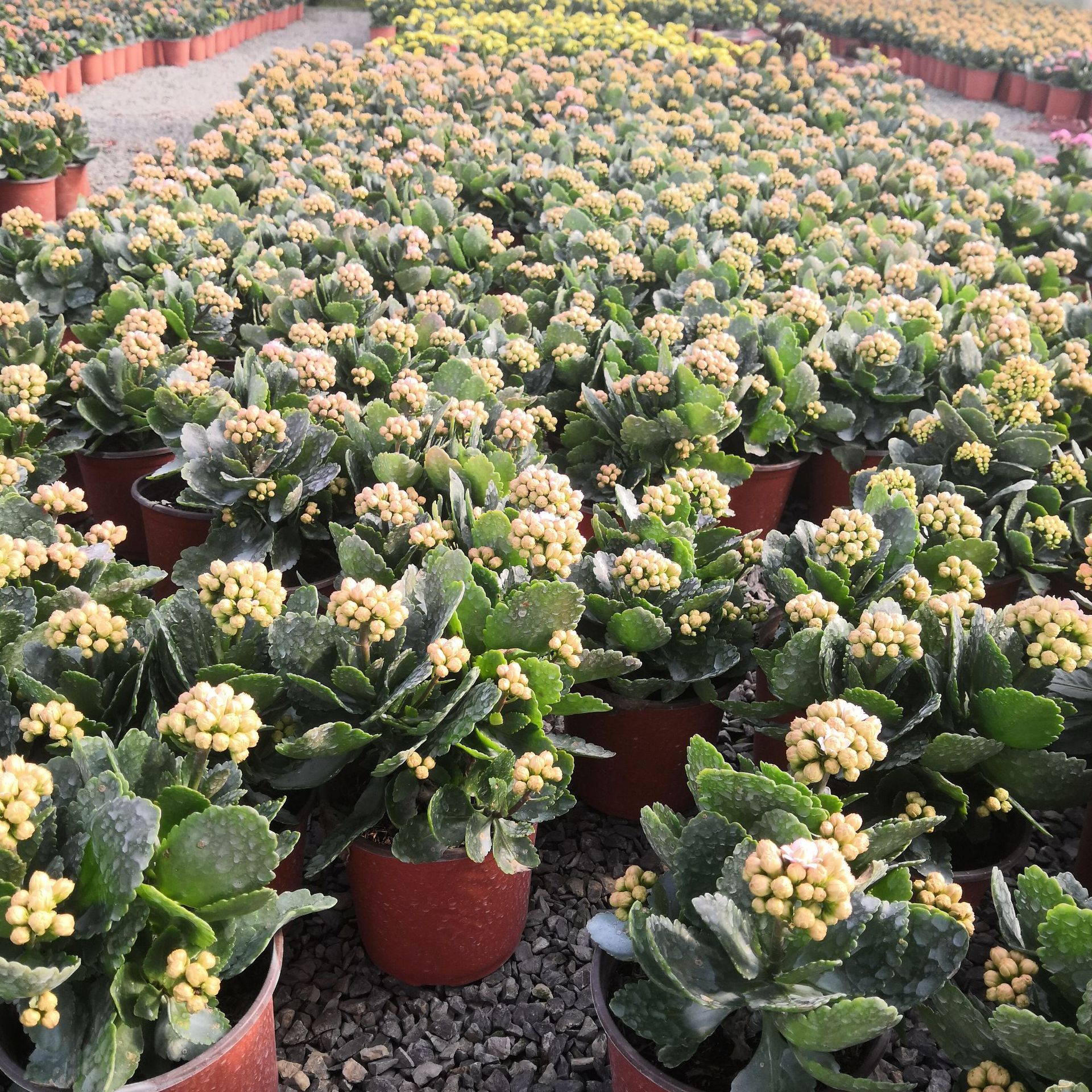 长寿花盆栽植物 基地大棚 花卉绿植多肉盆景 大量批发优惠