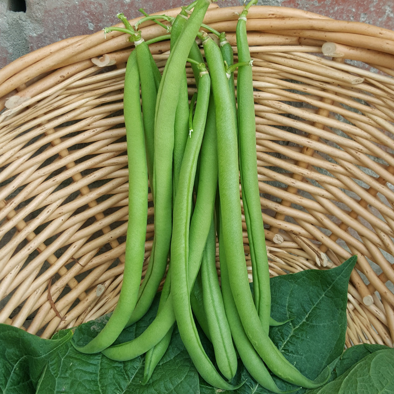 红花四季豆种子老品种红花白荚架芸豆种籽菜豆角籽原厂彩包批发