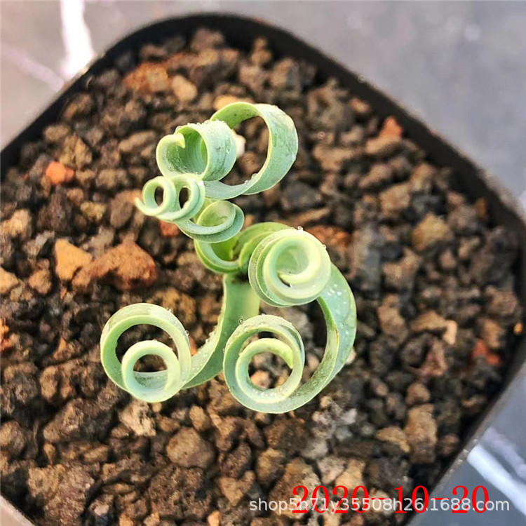 0011大棚批发多肉植物组合盆栽 日系冰梅群状态实拍多肉品种-阿里巴巴