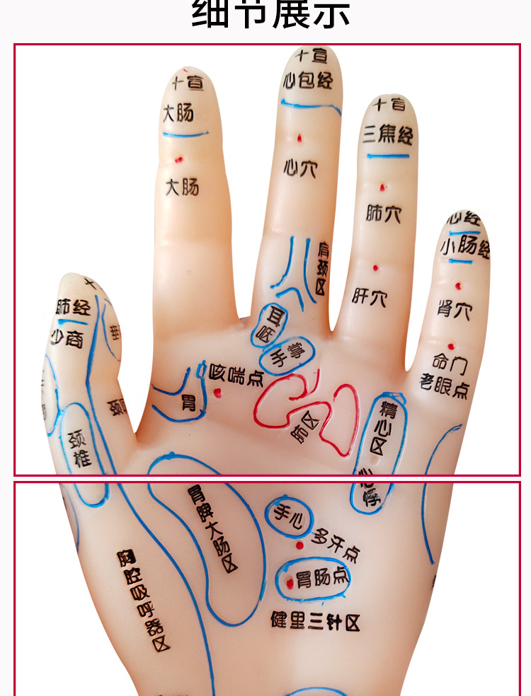 丰帆牌手穴位模型足穴位模型耳穴位模型手足耳模型反射区按摩磨具