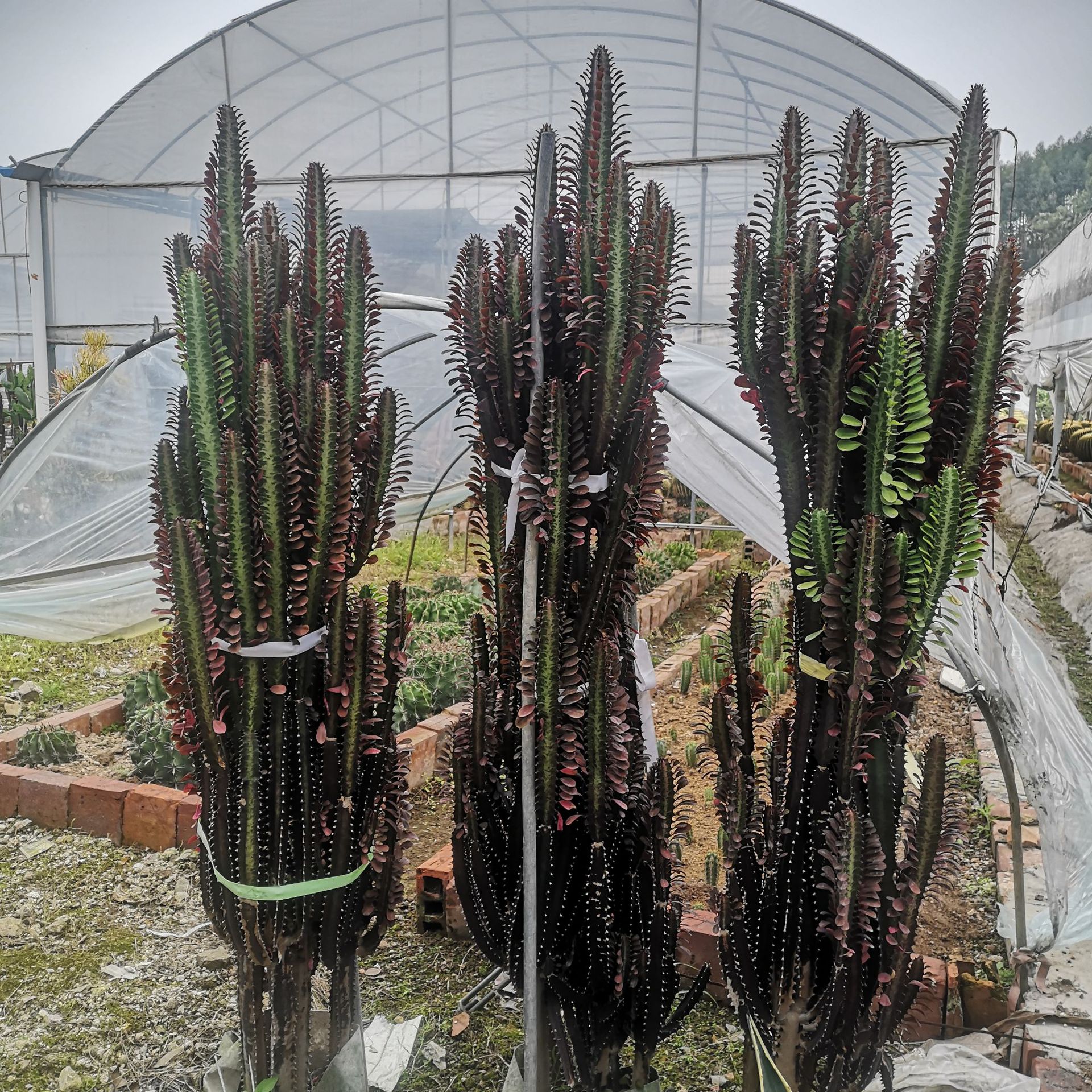 红龙骨龙骨柱群生大戟科庭院景观仙人掌及多肉植物多浆沙生植物