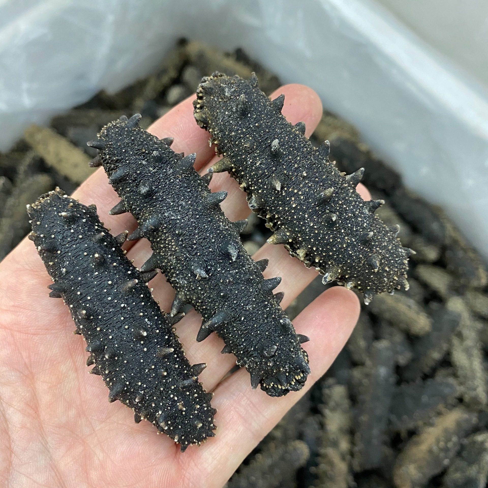 大连辽参底播刺参淡干海参干货30头一件代发