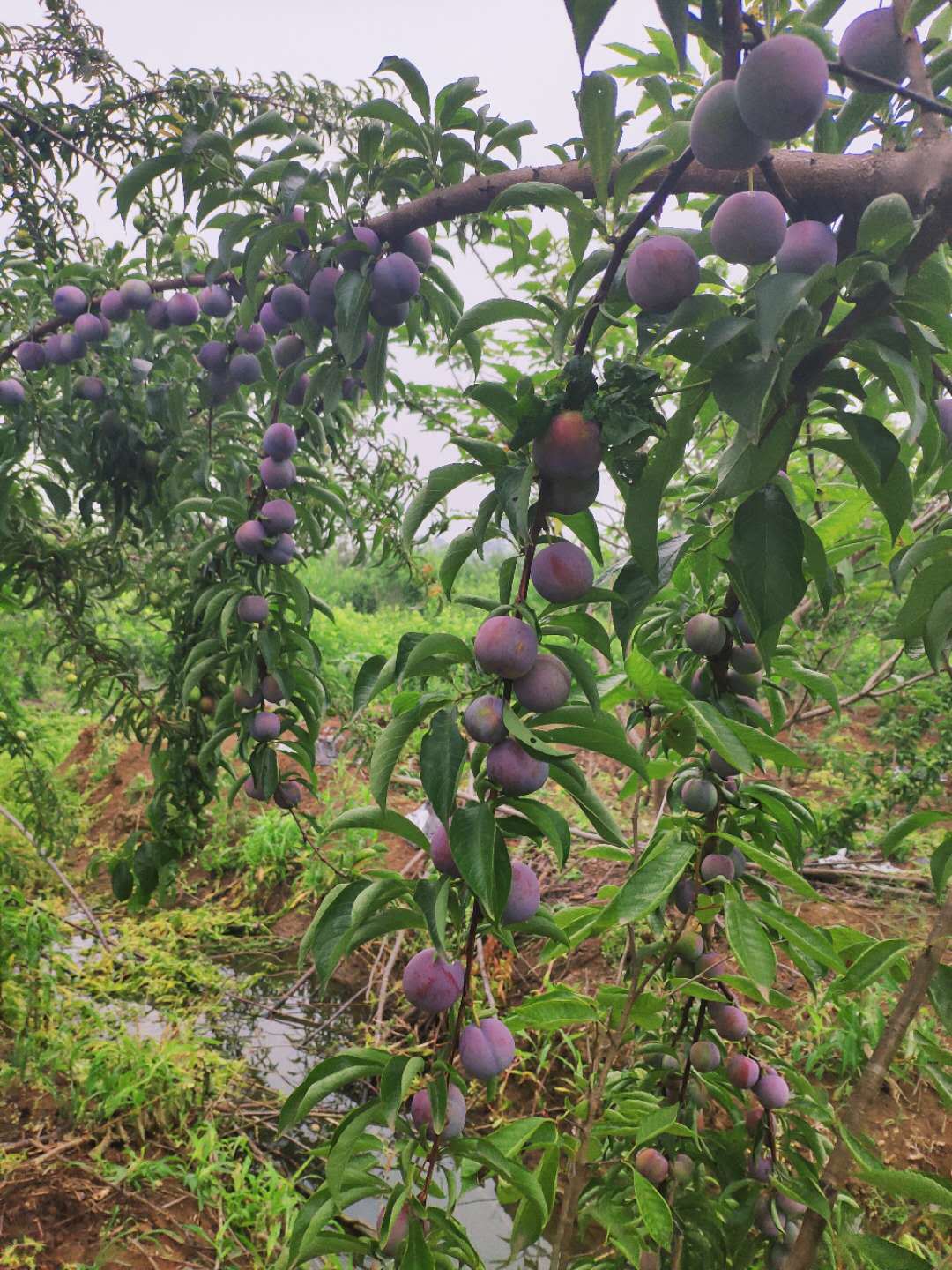 时令水果脆甜多汁 凤凰李子 五月脆李子 一点红李子 新鲜采摘