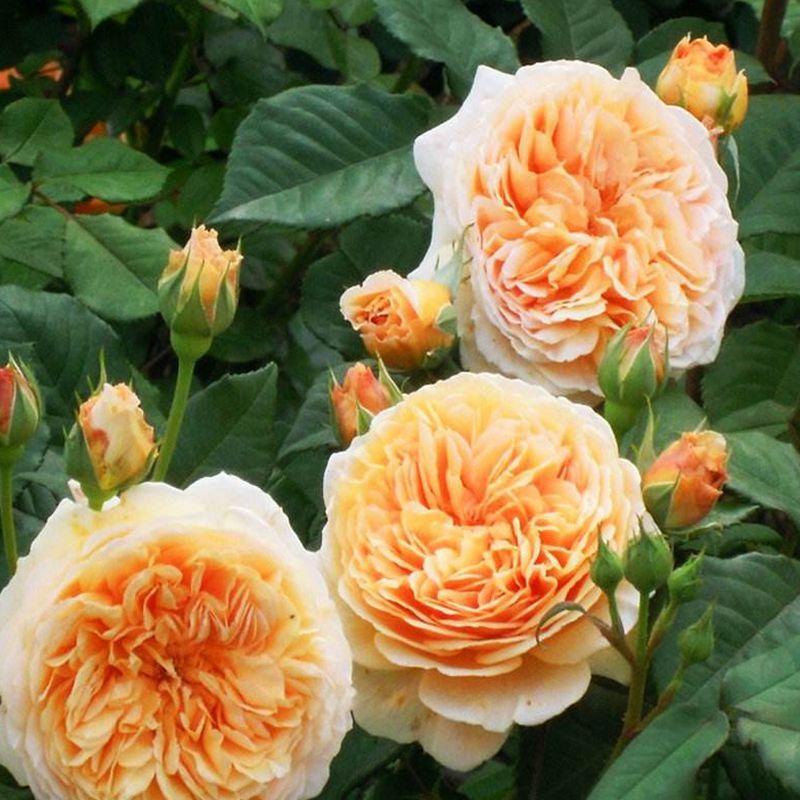 【花之趣科技园】爬藤本【玛格丽特王妃月季】庭院欧月月季花苗