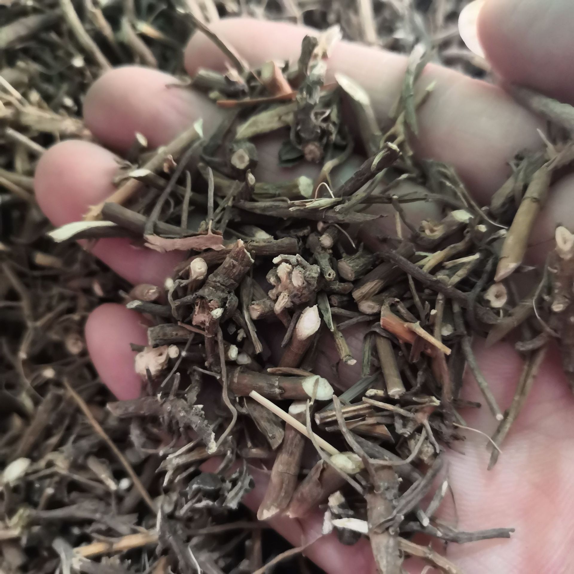 中药材马兰根马兰草马蔺根红管药根无硫新货实物拍摄