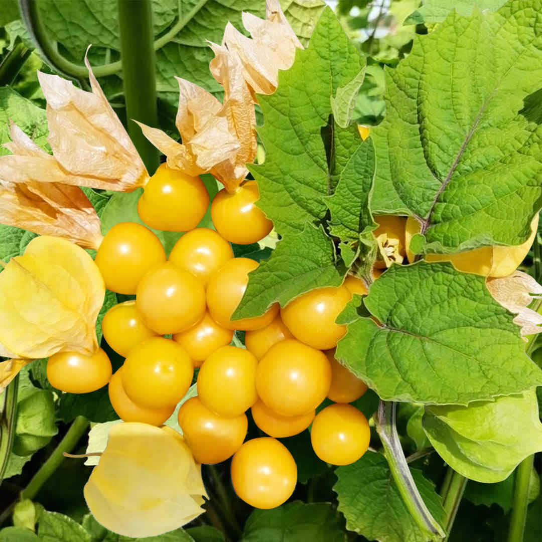 东北姑娘果灯笼果新鲜现摘2斤装