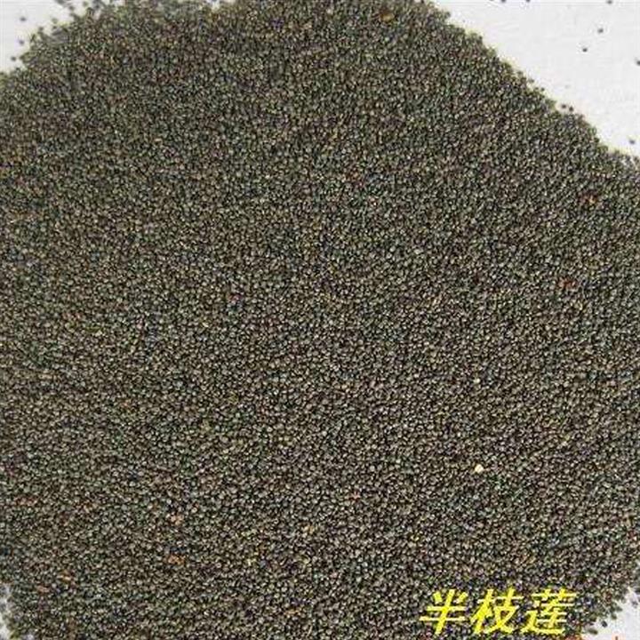 半枝莲种子野生半枝莲 种子 韩信草半边莲苗 野生的半支莲中药材