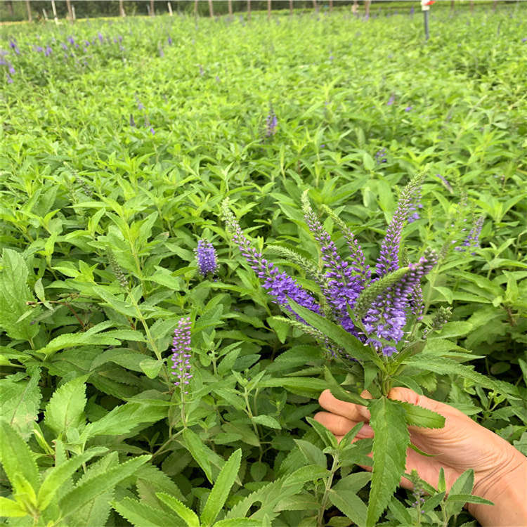 婆婆纳边缘绿化植物 园林绿化婆婆纳杯苗 河南婆婆纳鑫联供应