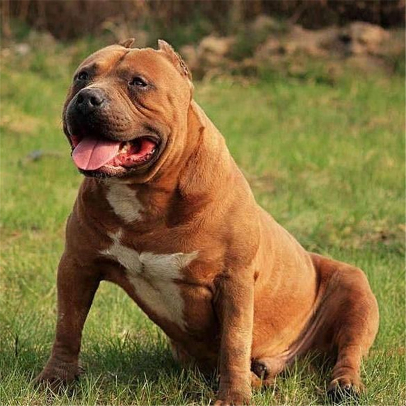 比特幼犬纯种比特犬活体巨型比特犬斗犬大型猎犬打野猪看家护院犬