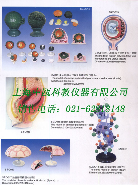 2-1,人体组织学,胚胎学模型(共2张网页)人体胚胎解剖模型