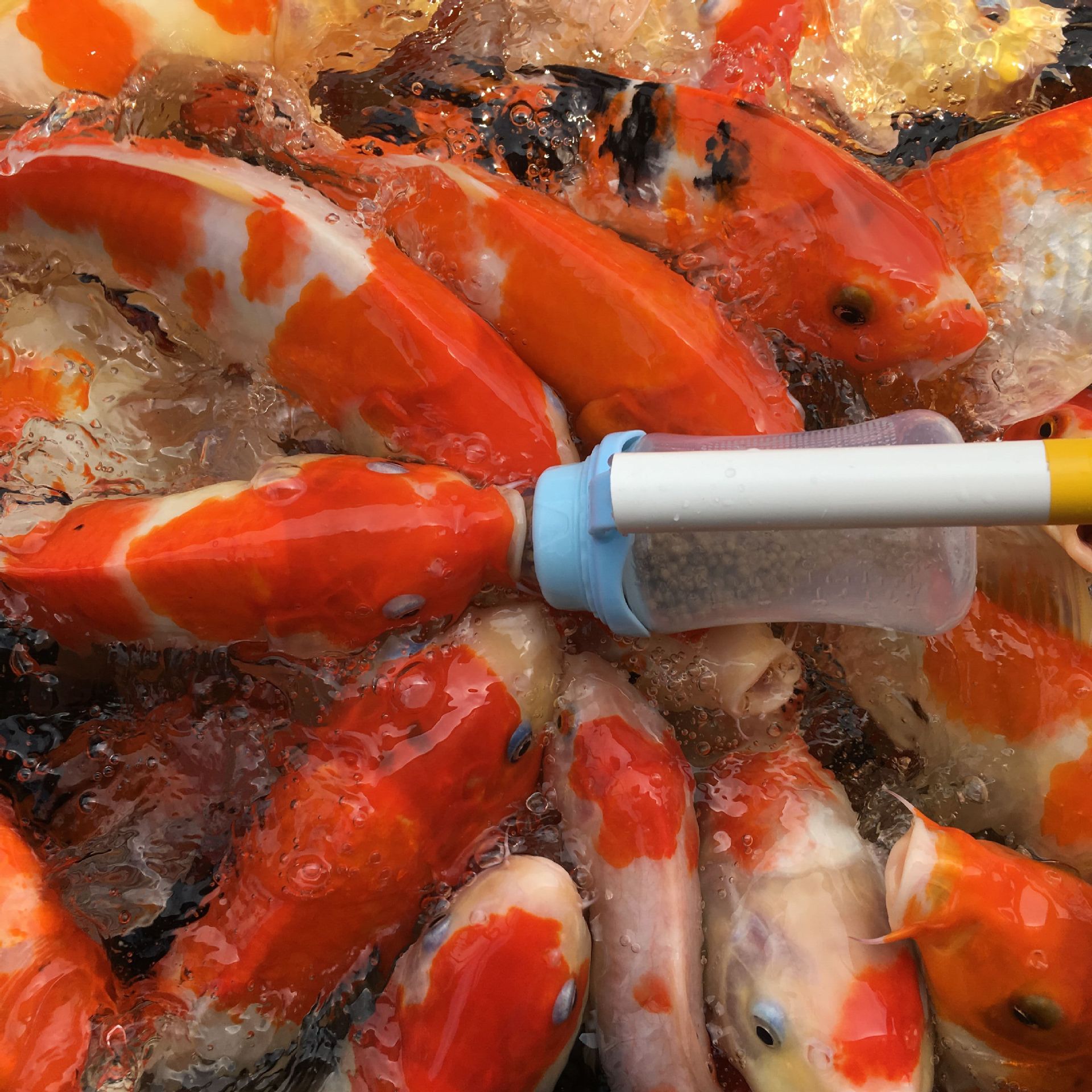 吃奶鱼渔场驯化纯种锦鲤鱼苗特价奶嘴鱼喂奶鱼观赏鱼活体奶瓶喂鱼