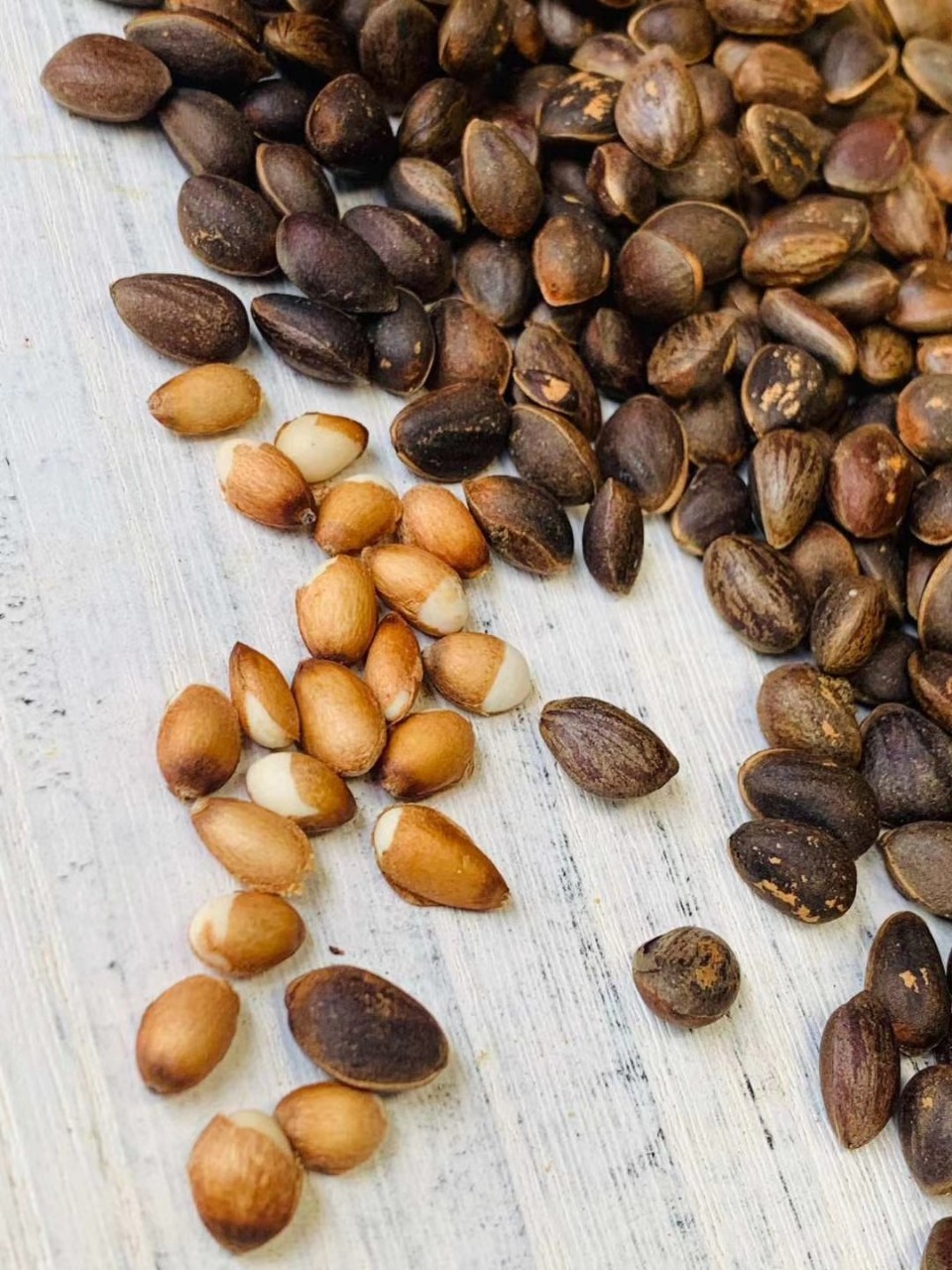 云南落水松子新鲜生的散装当年新货手剥湿松子原味大颗粒坚果