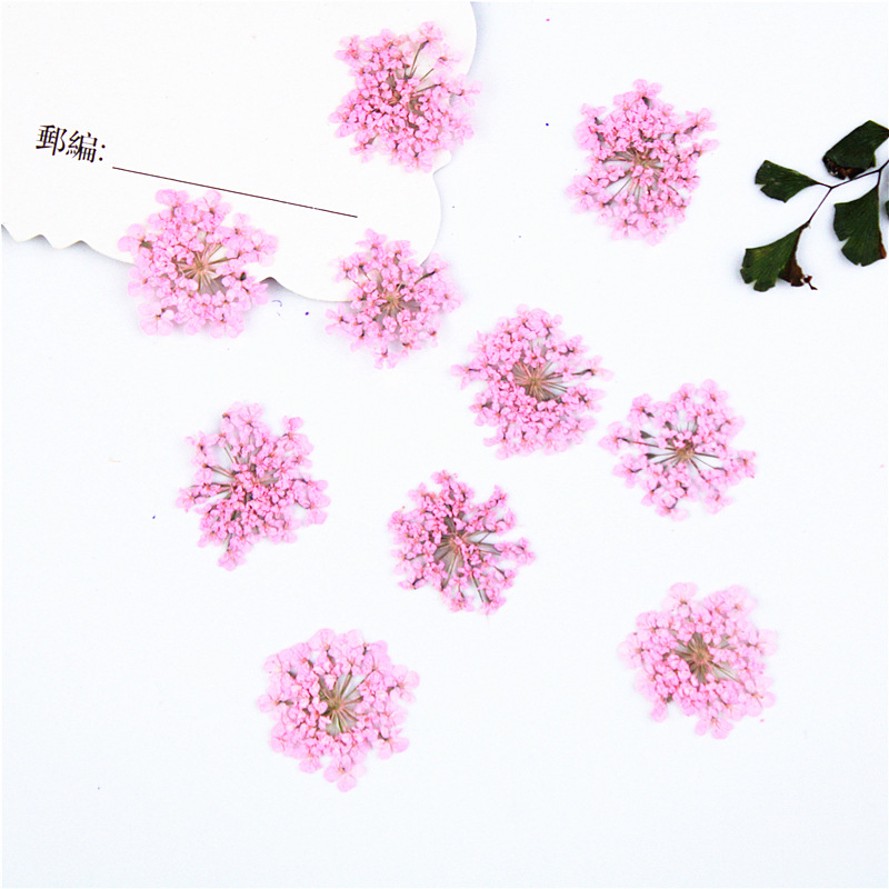 Snow Flower Beads Small Lace Flower Mini Nail Beauty Dried Flowers Plant Specimen Face Decoration Petal Makeup Sticker Face Flower