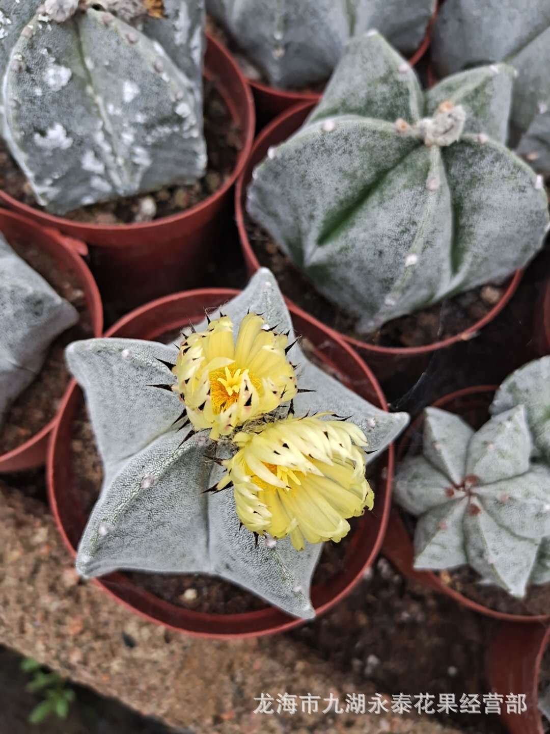 白沙鸾凤玉仙人球琉璃 仙人球 开花仙人球 萌肉肉组合盆栽花卉