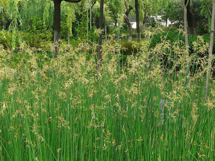 挺水植物 水生植物 水葱苗可用于池塘公园湖边湿地造景绿化工程苗