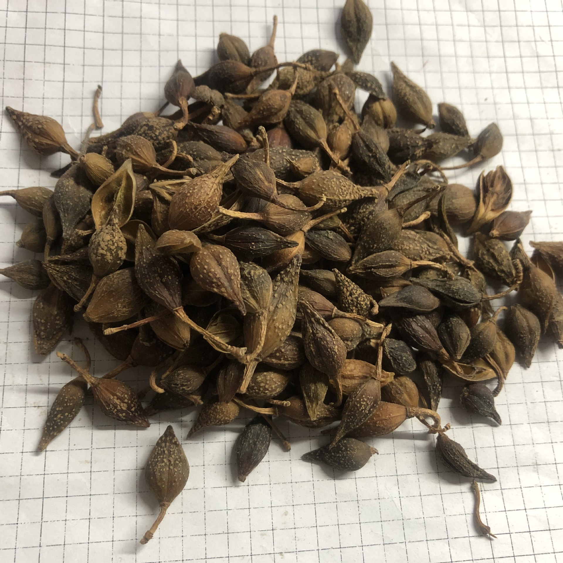 连翘lianqiao产地山西运城6月产新118元每公斤包邮农产品初