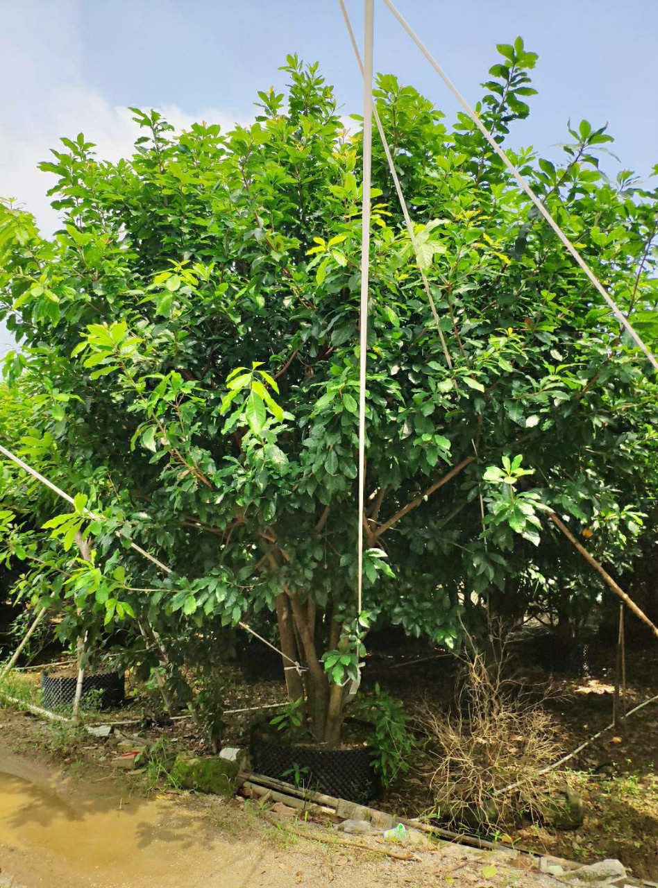 供应 从生红花玉蕊 多杆红花玉蕊 3-8米高 庭院 公园开花乔木