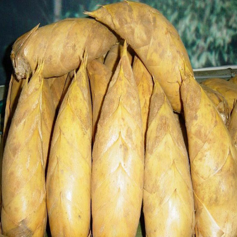 江西特产野生新鲜冬笋现挖发货野生竹笋时令蔬菜竹笋黄泥尖笋批发