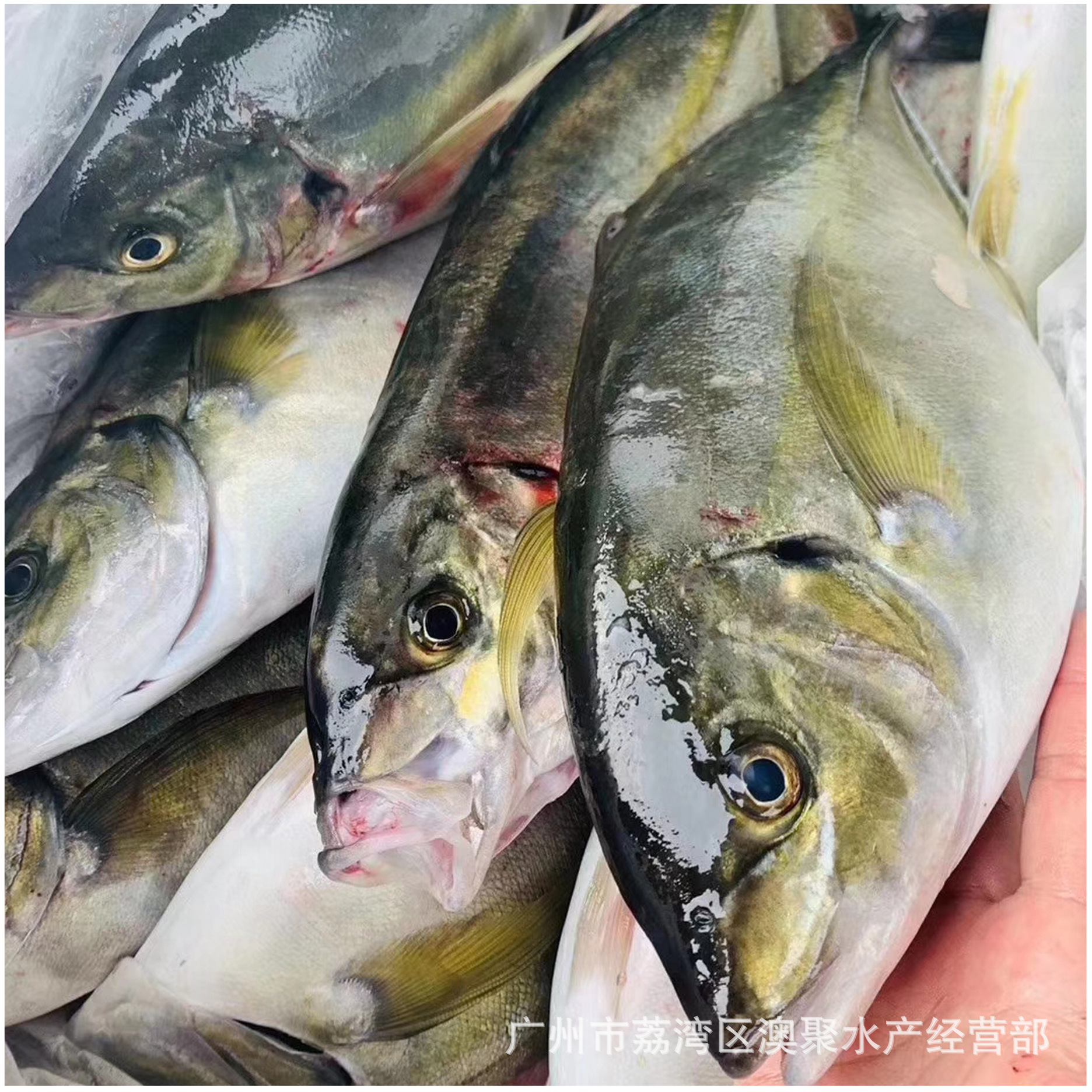 海鲜 日本池鱼王刺身日料食材冰鲜鱼批发 3~5斤/条 称重销售