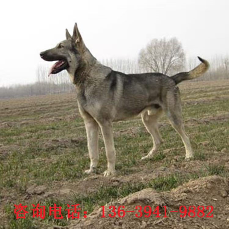出售狼青犬中华狼青犬幼犬活体护卫犬家养大骨架大狼青犬全国发货