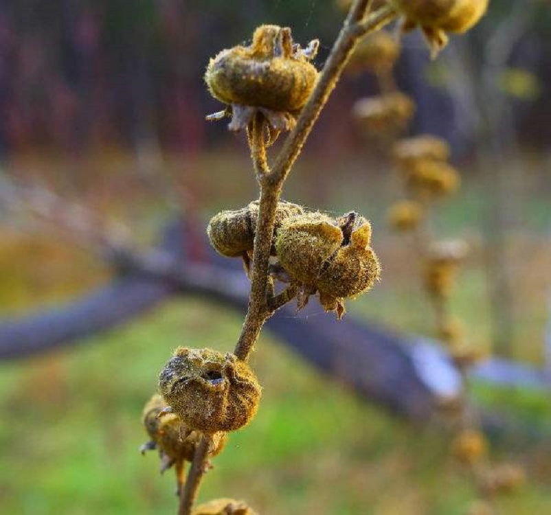 锦葵种子批发 新采草花金花葵种子 蜀葵种 当季野芙蓉 量大折扣