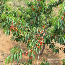 基地直销果树苗木  樱桃苗 大樱桃树苗 规格品种齐全 价格优惠