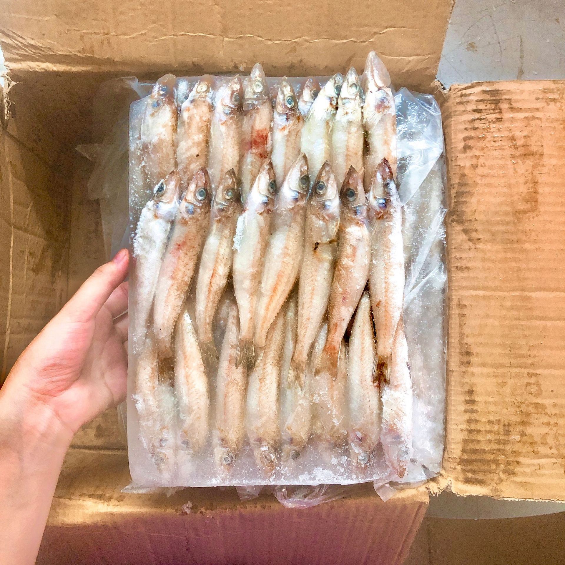沙丁鱼沙尖鱼 梭子鱼 海梭鱼 冷冻海鱼海鲜水产30-40 20斤/件