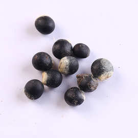 工程用草花种子树籽