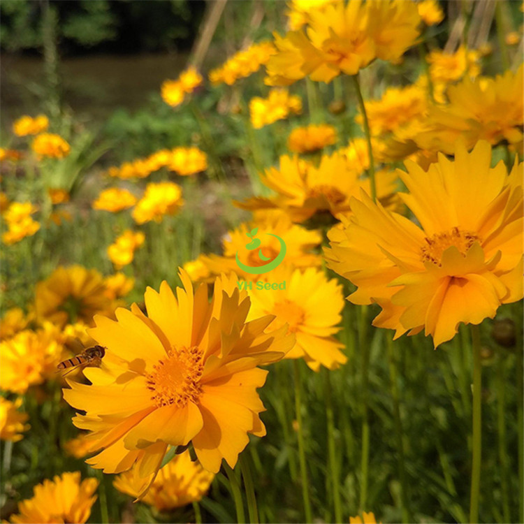 50-60cm重瓣金鸡菊花海景观工程花籽 金鸡菊重瓣花籽-阿里巴巴