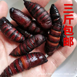 大蚕蛹鲜活速冻豆青虫蛹大茧蛹 3斤包邮