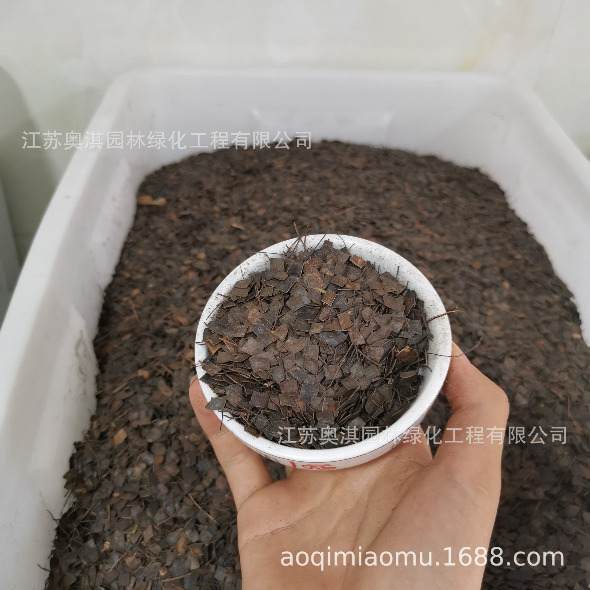 特卖勒子刺种子 绿篱种子 带刺银合欢种子 勒篱树种子 绿篱笆种子