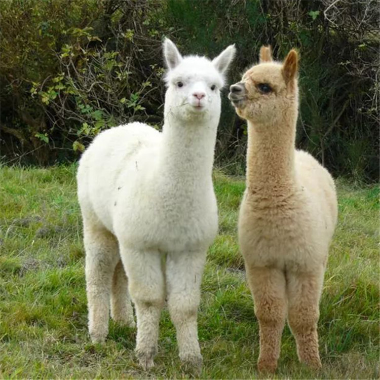 品种 小羊驼活体 纯棕色羊驼价格 特种宠物景区观赏羊驼价格