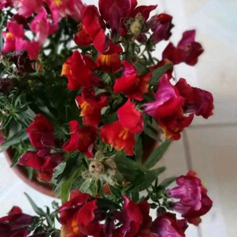 金鱼草种子花卉大量批发 绿宝园林金鱼草种子物美价廉