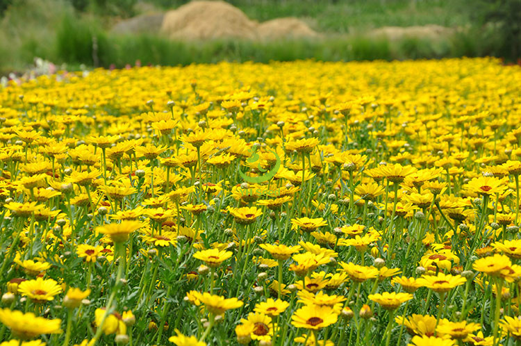 产地直发批发零售茼蒿菊园林绿化花海景观四季易种袋装种子