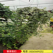 花叶蔓长春花叶常春藤盆栽工程绿化苗 常春藤爬山虎藤蔓绿叶批发