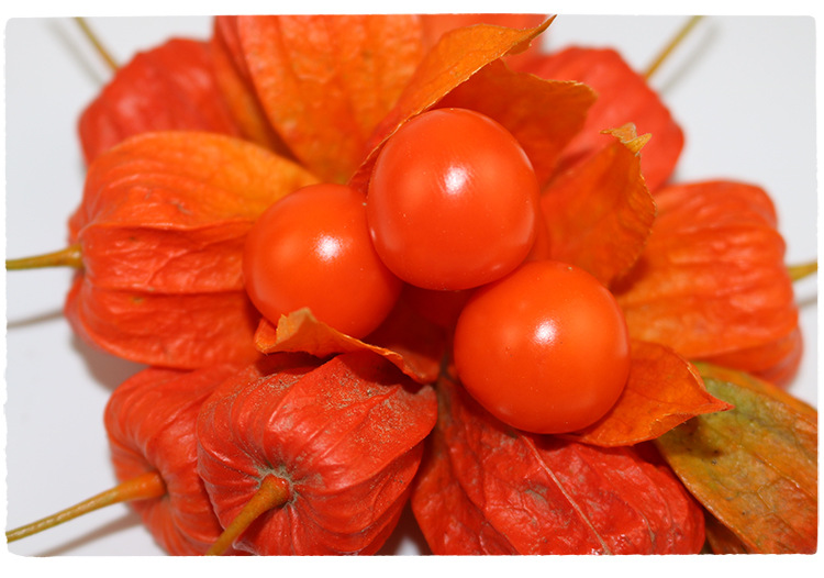 东北苦姑娘果 红菇娘果山姑娘 果皮泡水