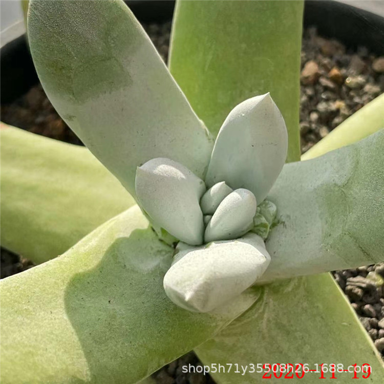 0181大棚批发精品进口多肉植物 野生拇指仙女杯叶展10cm左右限量