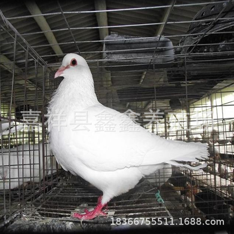【卡奴鸽子】-卡奴鸽子厂家,品牌,图片,热帖-阿里巴巴