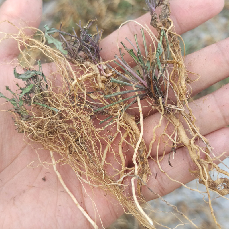 晒干苦麻菜根药用山东种植苦菜根半斤整根苦碟子250克装顺丰包邮