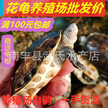 外塘珍珠龟花龟苗子草龟观赏龟大珍珠龟中华花龟批零玩具