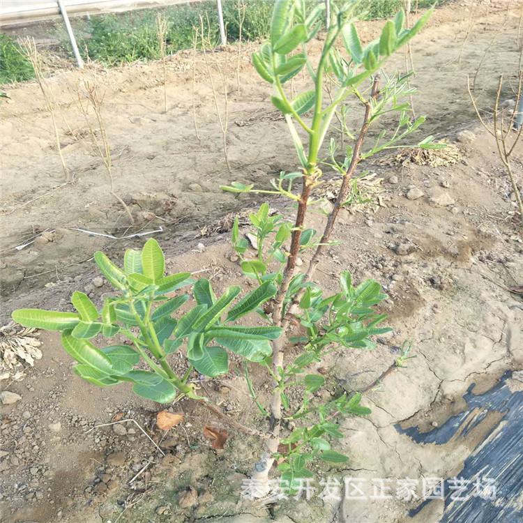 山东泰安开心果树哪里有嫁接开心果树苗基地直销开心果树苗价格