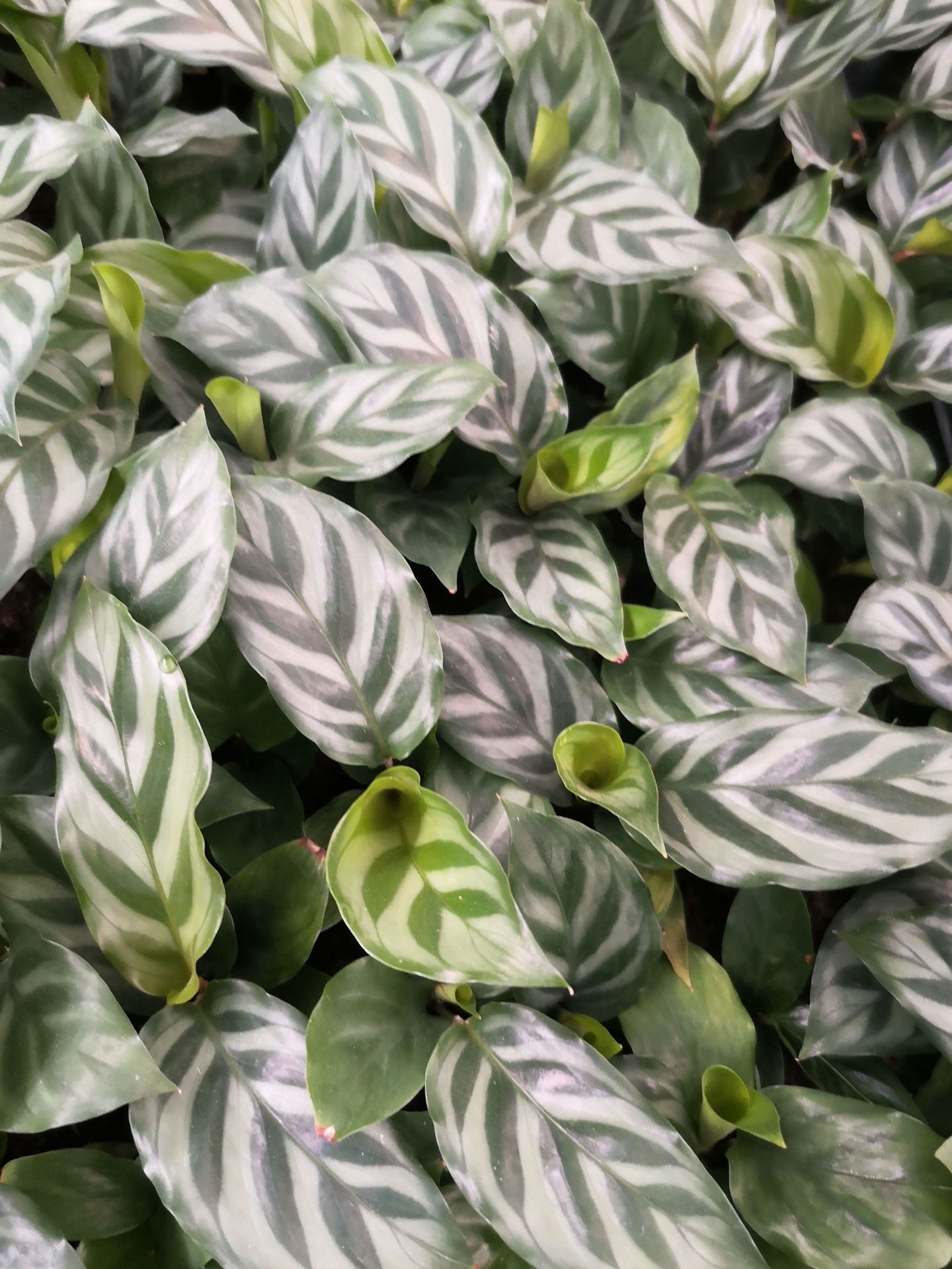 翠叶竹芋厂家直销量大价优