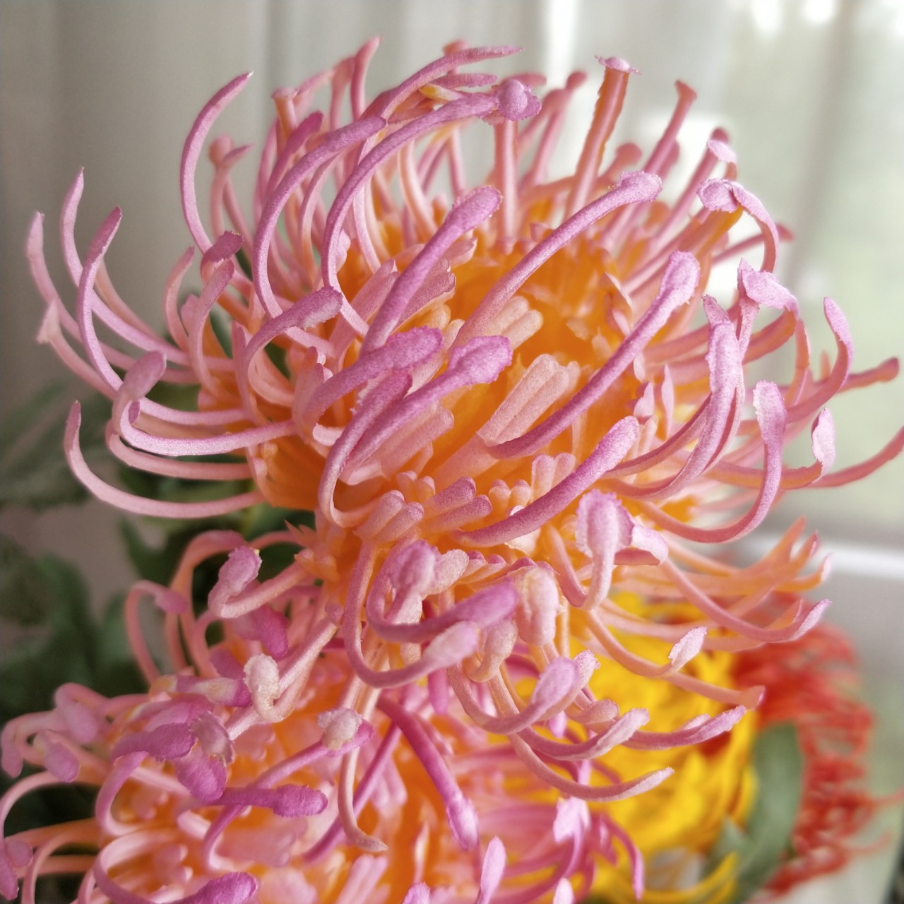 黄金洋菊 针垫花 家居客厅样板间装饰婚庆拍照道具仿真花假花批发